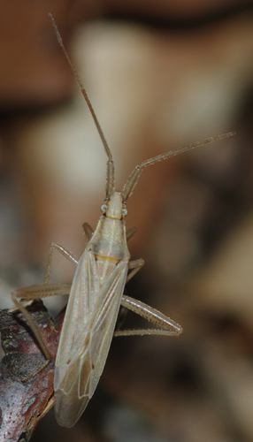 Miridae: Stenodema sericans dell''Alto Adige (BZ)